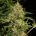 thumb of Colombian Gold Feminized by WeedSeedsExpress grown by WSE