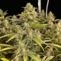 thumb of Colombian Gold Feminized by WeedSeedsExpress grown by WSE