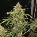 thumb of Critical 47 Feminized by WeedSeedsExpress grown by WSE