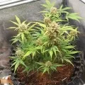 thumb of Critical Auto by WeedSeedsExpress grown by Mosquito_Haarlem_Holland