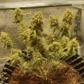 thumb of Critical Auto by WeedSeedsExpress grown by Mosquito_Haarlem_Holland