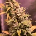 thumb of Critical Auto by WeedSeedsExpress grown by TigerLily4U