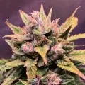thumb of Critical Auto by WeedSeedsExpress grown by TigerLily4U