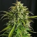 thumb of CBD Critical Mass by WeedSeedsExpress grown by Mrs_Larimar