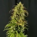 thumb of CBD Critical Mass by WeedSeedsExpress grown by Mrs_Larimar