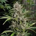 thumb of Critical Purple Autoflower by WeedSeedsExpress grown by WSE
