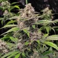 thumb of Critical Purple Autoflower by WeedSeedsExpress grown by WSE