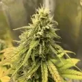 thumb of Critical White by WeedSeedsExpress grown by stauqs