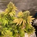 thumb of Critical White by WeedSeedsExpress grown by stauqs