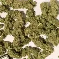 thumb of Critical White by WeedSeedsExpress grown by stauqs