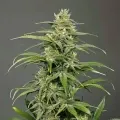 thumb of Crystal Feminized by WeedSeedsExpress grown by WSE