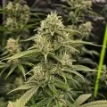 thumb of Crystal Feminized by WeedSeedsExpress grown by WSE