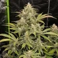 thumb of Death Star Feminized by WeedSeedsExpress grown by WSE