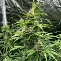 thumb of Diesel Feminized by WeedSeedsExpress grown by WSE
