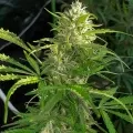 thumb of Diesel Feminized by WeedSeedsExpress grown by WSE