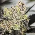 thumb of Do-si-Dos by WeedSeedsExpress grown by Theia