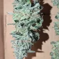 thumb of Do-si-Dos by WeedSeedsExpress grown by Theia