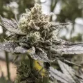 thumb of Do-si-Dos by WeedSeedsExpress grown by Theia