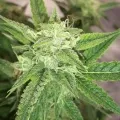 thumb of Do-si-Dos Auto by WeedSeedsExpress grown by Rock_n_Roll_Randy