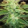 thumb of Do-si-Dos Auto by WeedSeedsExpress grown by Rock_n_Roll_Randy