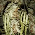 thumb of Do-si-Dos Auto by WeedSeedsExpress grown by Rock_n_Roll_Randy