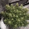 thumb of Do-si-Dos Auto by WeedSeedsExpress grown by Rock_n_Roll_Randy