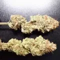thumb of Do-si-Dos Auto by WeedSeedsExpress grown by Rock_n_Roll_Randy