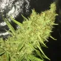 thumb of Durban Poison by WeedSeedsExpress grown by RebelMove