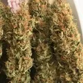 thumb of Durban Poison by WeedSeedsExpress grown by RebelMove