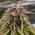 thumb of Fat Bastard Auto by WeedSeedsExpress grown by McBubatz