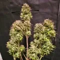 thumb of Fat Bastard Auto by WeedSeedsExpress grown by McBubatz