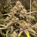 thumb of Fat Bastard Feminized by WeedSeedsExpress grown by WSE
