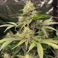 thumb of Fat Bastard Feminized by WeedSeedsExpress grown by WSE