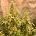thumb of Fat Bastard Feminized by WeedSeedsExpress grown by Rangaku