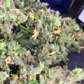 thumb of Fat Bastard Feminized by WeedSeedsExpress grown by Rangaku