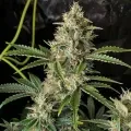 thumb of Fire OG Feminized by WeedSeedsExpress grown by WSE
