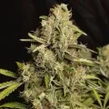 thumb of Fire OG Feminized by WeedSeedsExpress grown by WSE