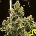thumb of Forbidden Fruit Feminized by WeedSeedsExpress grown by WSE