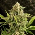 thumb of Forbidden Fruit Feminized by WeedSeedsExpress grown by WSE