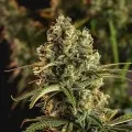 thumb of Fruity Pebbles Feminized by WeedSeedsExpress grown by WSE