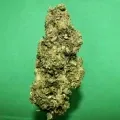 thumb of Fruity Pebbles Feminized by WeedSeedsExpress grown by silky_smooth