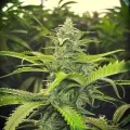 thumb of Future#1 Feminized by WeedSeedsExpress grown by WSE