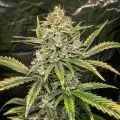 thumb of Future#1 Feminized by WeedSeedsExpress grown by WSE