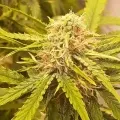 thumb of G13 Auto by WeedSeedsExpress grown by Roberts