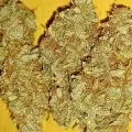 thumb of G13 Auto by WeedSeedsExpress grown by Roberts