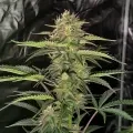 thumb of G13 Feminized by WeedSeedsExpress grown by WSE