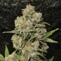 thumb of G13 Feminized by WeedSeedsExpress grown by WSE