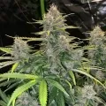 thumb of GMO Cookies Feminized by WeedSeedsExpress grown by WSE