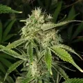 thumb of GMO Cookies Feminized by WeedSeedsExpress grown by WSE
