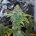 thumb of GMO Cookies Feminized by WeedSeedsExpress grown by Rock_n_Roll_Randy